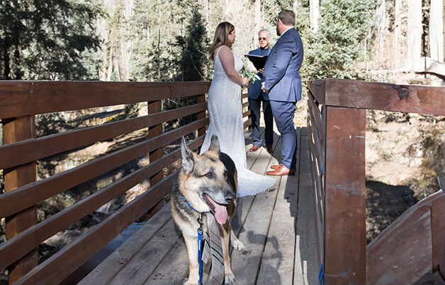 This wedding's best man was a dog, and that's ok!